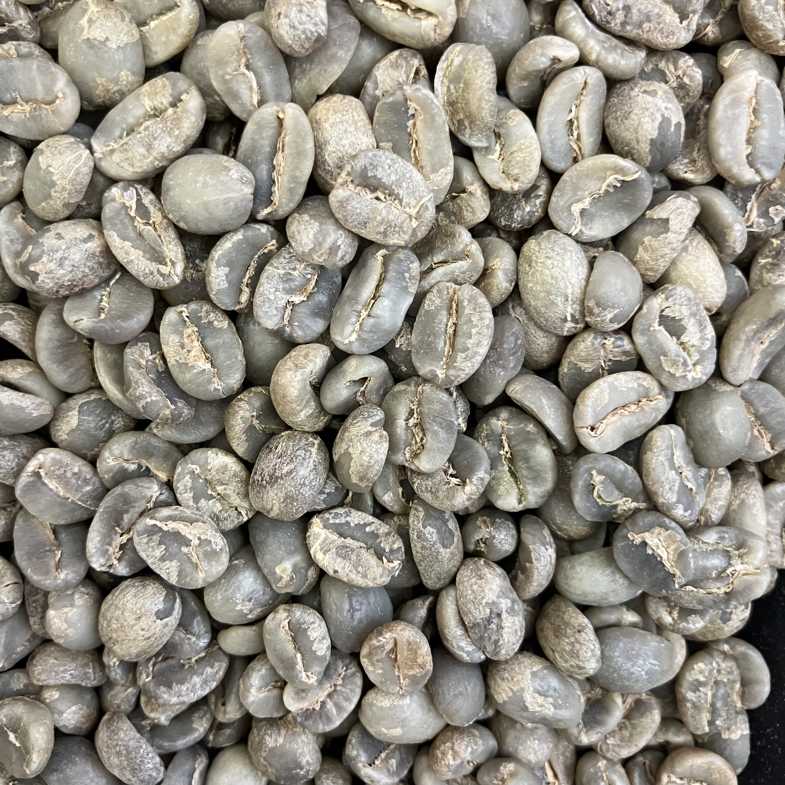 グアテマラ Co-NECT PROJECT アンティグア サンフランシスコ農園